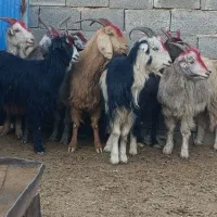 بز زایده ترکی جفتی نوزده پانصد فروشی