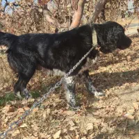 واگذاری سگ قدرجونی اصیل