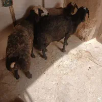 میش .گوسفند.بز .گاو