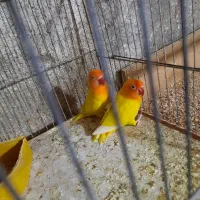 طوطی برزیلی اهلی|پرنده|میاندوآب, |دیوار