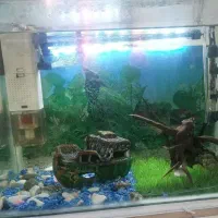 آکواریوم با لوازم|ماهی|تهران, خواجه نظام الملک|دیوار