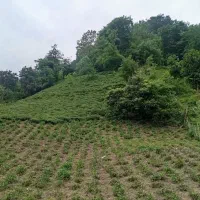 زمین باغی نزدیک به طرح به متراژ2250متر