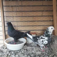 یه جفت پرشی اصل ، درجه یک