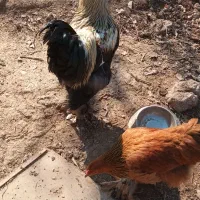 چهار عددخروس دورگه برهما هرکدام ۷۵۰۰۰۰تومان