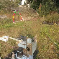 عروس هلندی|پرنده|تنکابن, |دیوار