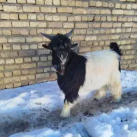 بزو بز غاله