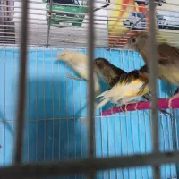 قناری عروس دستی|پرنده|مشهد, نظام دوست|دیوار