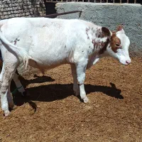 ۱۱راس گوساله نر سیمینتال‌ودورگ