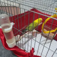 یک جفت مرغ عشق