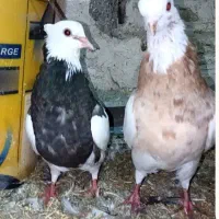 کبوتر جفت طوق هفت رنگ قیمت مناسب