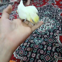 عروس هلندی سرلاکی|پرنده|رباطکریم, آدران|دیوار