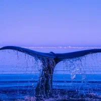 ثبت نام کلاس شنا بانوان