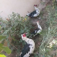 تعدادی بوغلمون واردک اسرائیلی برای فروش|حیوانات مزرعه|نسیم‌شهر, |دیوار