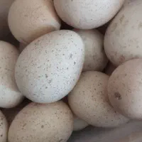 فروش سه تا  بوقلمون کرک سرچهان باغصفا