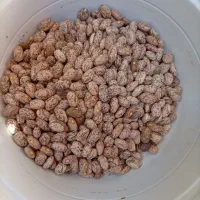 حبوبات