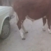 گوساله نرتخمی|حیوانات مزرعه|کشاورز, |دیوار