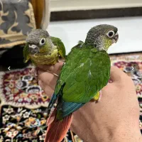 گرینچیک یلوساید