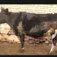 گاو شیری ابستن سرحال