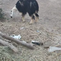 دوتا گوسفند عوسی اصلی نر