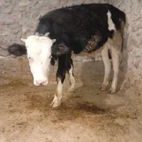 گوساله نر سیمنتال