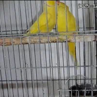 فروش ملنگو زرد تازه جفت