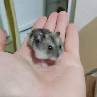 همستر|موش و خرگوش|اراک, |دیوار