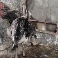 شتر مرغ|حیوانات مزرعه|مشهد, کلاته برفی|دیوار