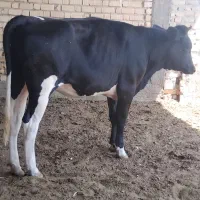 گوساله ماده نوبر