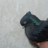 کفتر سیاه آبادانی طوقی و سفید اراکی|پرنده|بندر ماهشهر, |دیوار