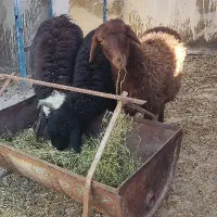 فروش بره ماده همو