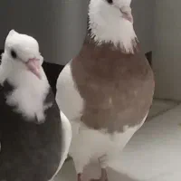 پرنده کبوتر