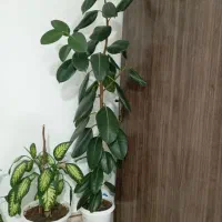 گل فیکوس ودیفن باخیا