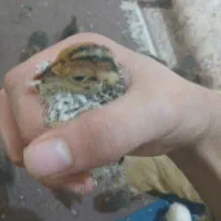 بلدرچین ۲۳روزه کاملاً سالم