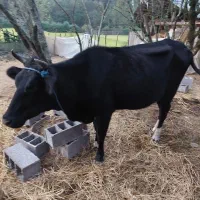 گاو دو رگ هلشتان ۴ ساله