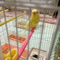 مرغ عشق جفت|پرنده|مشهد, رضاییه|دیوار