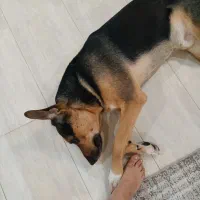 واگذاری|سگ|شاهین‌شهر, حافظ جنوبی|دیوار