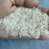 فروش برنج طارم شمال کشت دوم امراللهی و کشت اول