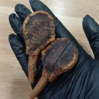 سگ پیدا شده