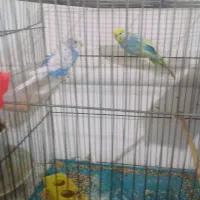 مرغ عشق نرو ماده