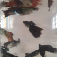 ماهی گوپی سنگاپوری  دم قرمزو بلک سیاه  زیر قییمت