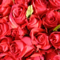 گل رز ایرانی باکیفیت بالا