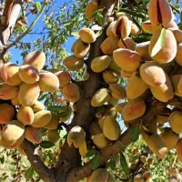 فرو.ش نهـا.ل با مــشا.وره تخـصــصـی|خدمات باغبانی و درختکاری|سنندج, |دیوار