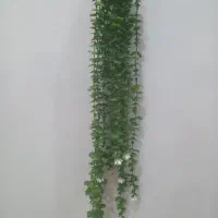 گل آویز شمشاد