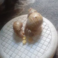 حلزون جفت ۲عدد  ۱عدد ۲سال نیم  ۱عدد ۱سال ش|خزنده|تهران, جوادیه|دیوار