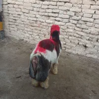 بره قوچی