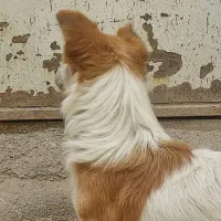 سگ پاکوتاه نگهبان|سگ|آشخانه, |دیوار