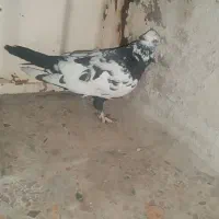 کبوتر پا پر|پرنده|اهواز, کوی رمضان|دیوار
