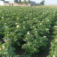 سیبزمینیدرجهیکعمدهفروشیشیراز|عمدهفروشی|اقلید, |دیوار