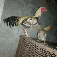 دو عدد خروس