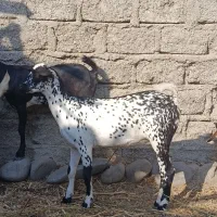 یک جفت نر و ماده آصل بنگال نسل دوقلو زاه|حیوانات مزرعه|چابهار, |دیوار